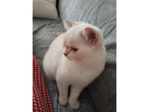 British shorthair sevimli
