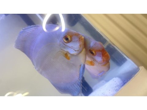 Çift discus eşler balıklar