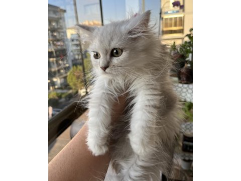 British longhair yeşil göz erkek