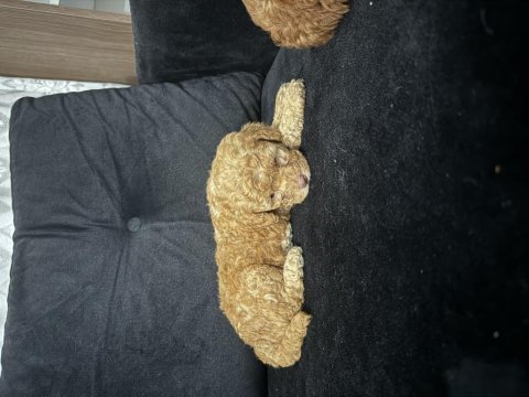 Anne altından maltipoo