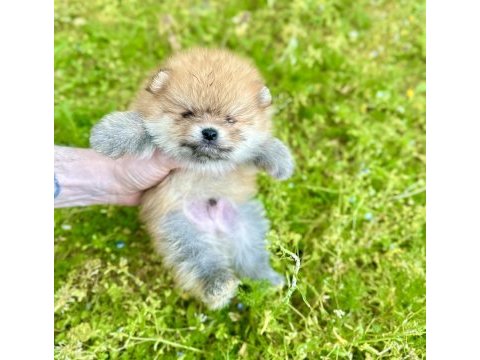 Pomeranian boo ayı surat
