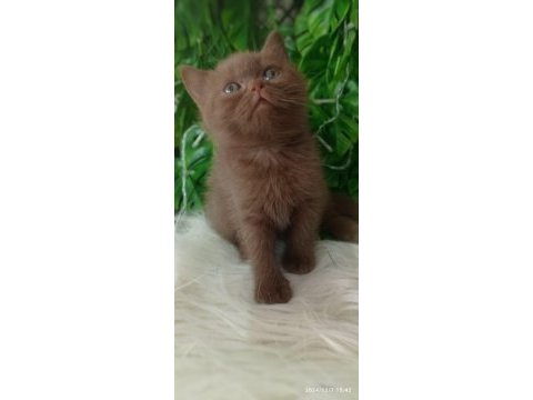 British shorthair kediğiği sahiplendirme