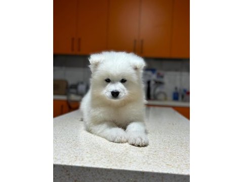 Samoyed yavruları