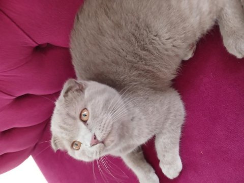 Oyuncu scottish fold oğlan yeni yuvasını arıyor