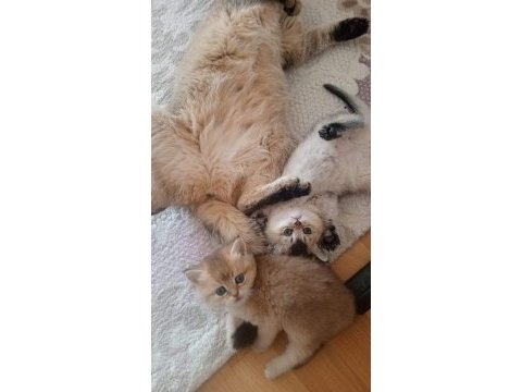 2 aylık golden ny11 british shorthair yavruları
