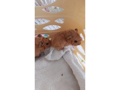 Peruvan ginepig yavrularımız