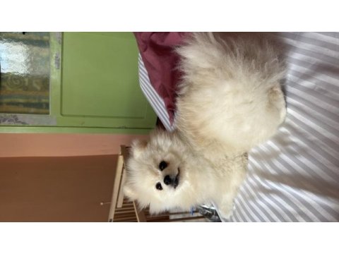 13 aylık erkek pomeranian boo - orjinal ırk aşıları tam