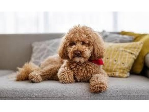 Toy poodle dişi ve erkek yavrularımız