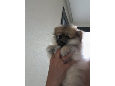 Oyuncu pomeranian boo