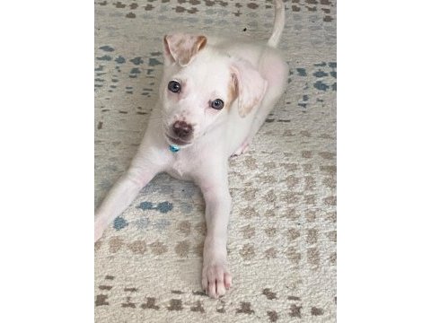 3 aylık chihuahua bebek