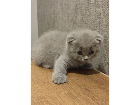 British ve scottish fold yavrular yeni yuvalarını arıyor