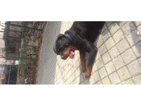 Rottweiler uygun dişi