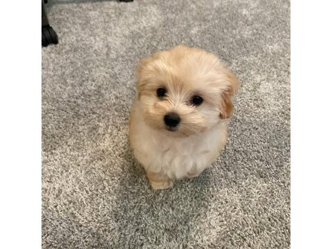 Muhteşem anatomili maltipoo bebeklerimiz!