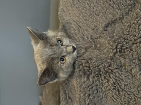 Sahiplendirilecek british shorthair