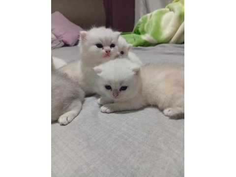 Bristh longhair bristh shorthair scotish tabby