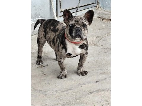 Erkek 1.5 yaşında french bulldog
