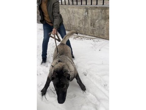 Herkül oğlu gerçek bir dev köpeğimiz