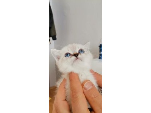 Top kafa kedimiz kalite yavru hazır