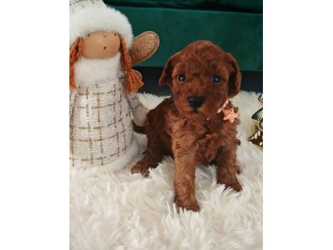 Toy poodle yavrular özenli yetiştiriciden