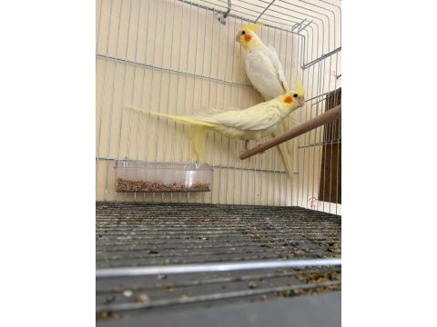 Yavrusu alınmış garantili lutino takım sultan papağanı
