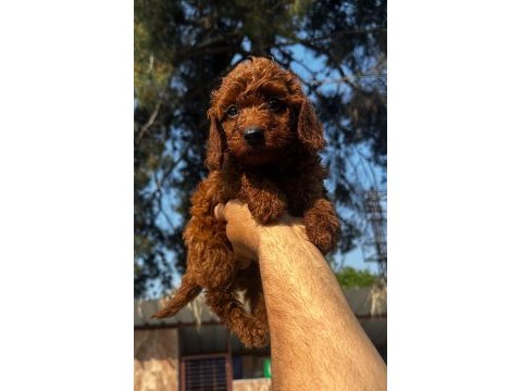 Toypoodle sevimli yavrular 