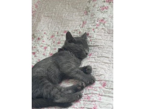 Acil sahiplenmesi lazım kedimizin