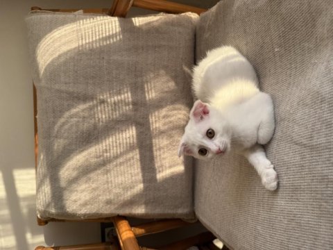 Ücretsiz sahiplendirme scottish fold