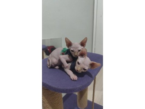 Sphynx home 2 aylık