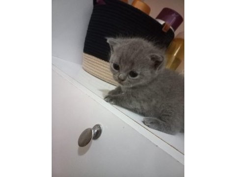 Çok sevecen british shorthair