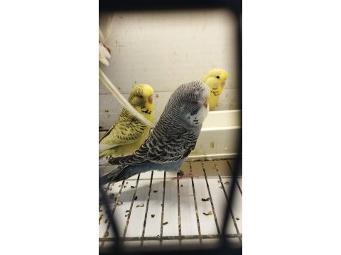 Jumbo ve jumbo kırığı muhabbet kuşu yavrular