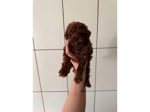 Irk ve sağlık garantili poodle yavrular
