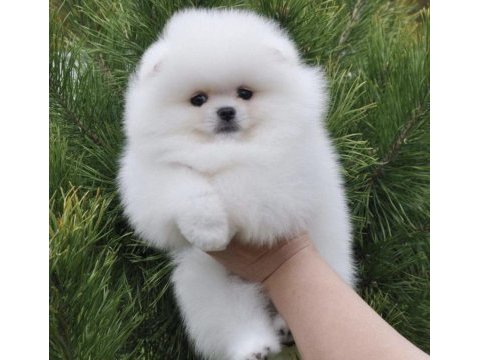 Irkının en özellerinden pomeranian