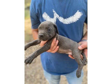 Cane corso blue yavrular
