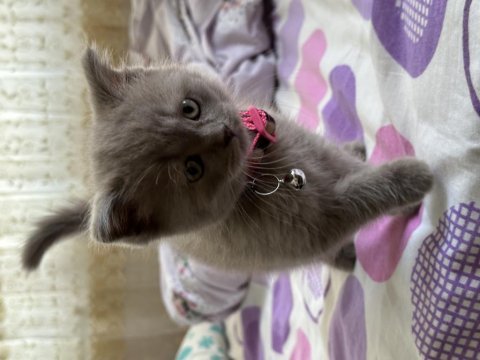 Sevimli ve oyuncu lilac dişi british shorthair