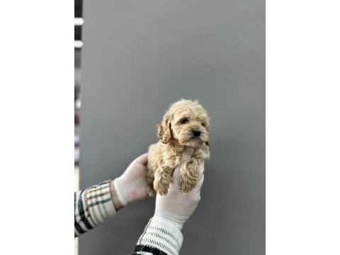 Maltipoo yavrular