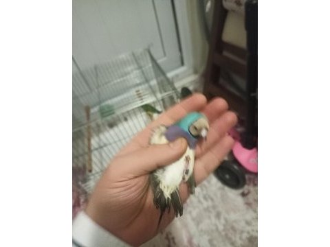 Goldian finch gökkuşağı ispinozu
