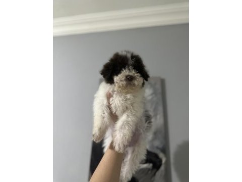 Normaline göre daha minik boy lagotto bebekler