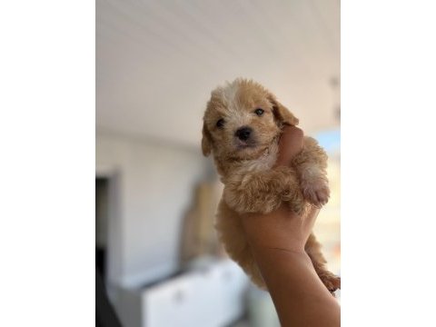 Maltipoo yavrular teacup bebekler