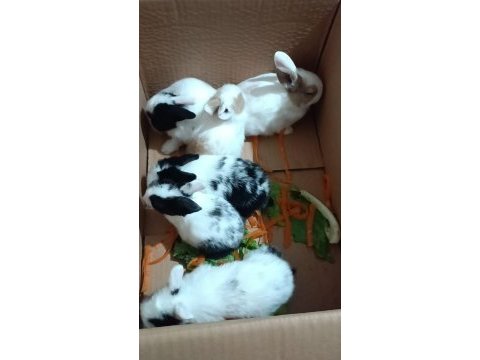 Yavru hollanda lop kırması tavşanlar