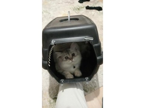Oğluma yeni yuva arıyorum british longhair