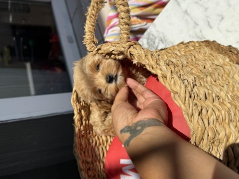 Kore baby face maltipoolar tüy dökmez koku yapmaz