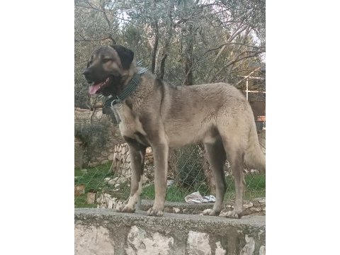 Safkan kangal