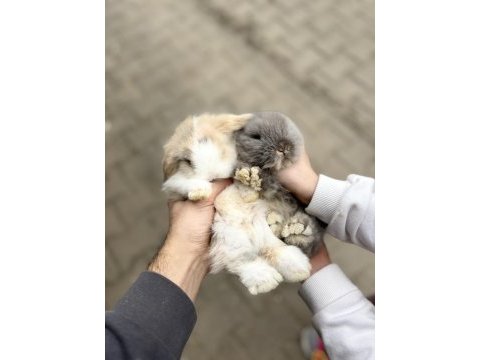 Hollanda lop tavşanı yavrular gönderim var