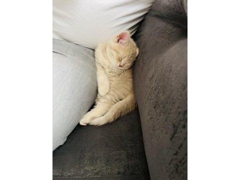 3 aylık british shorthair dişi kedimiz