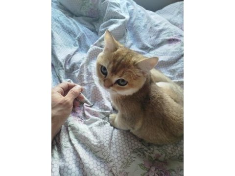 Safkan british shorthair