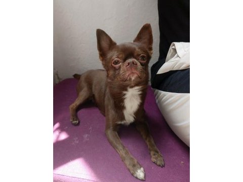 Şivava köpeğimiz için gelinimiz olmak ister misiniz?