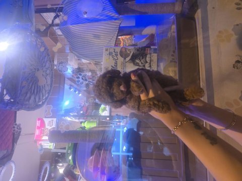 Erkek ve dişi toy poodle