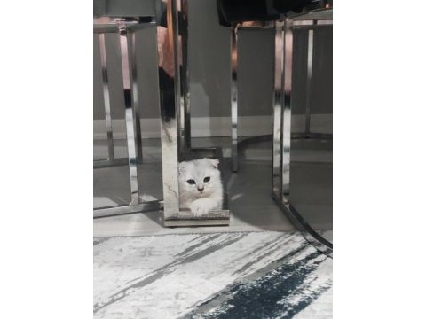 Orjinal anne baba scrli scottish fold silver topaç kafa