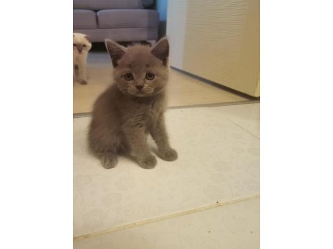 British shorthair kedimi çok uyguna sahiplendiriyorum