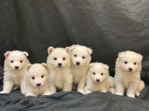 Samoyed kartopu bebekler